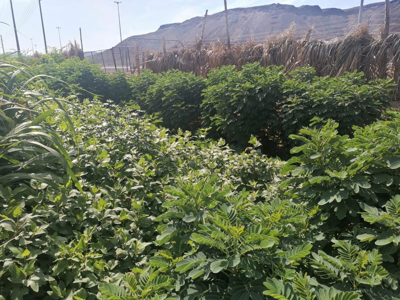 مزرعة موز من تنفيذ موارد الطرق